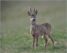 <p>SRNEC OBECNÝ (Capreolus capreolus)</p>